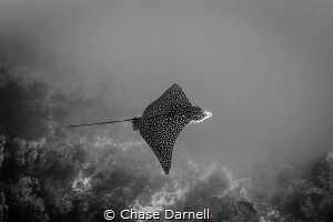 "The Moment" 
Spotted Eagle Ray, North Wall Grand Cayman by Chase Darnell 